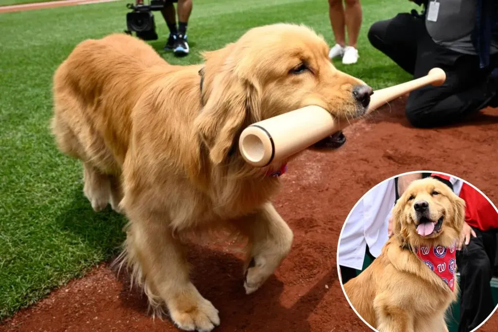 Anjing Pengambil Tongkat Nationals, Bruce, Menikmati Perhatian Pramusim, Debut MLB: ‘Lihat Anjing Ini dan Cobalah untuk Tidak Tersenyum’